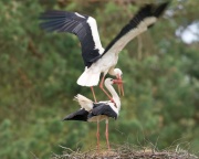 White Stork_ANL_7940